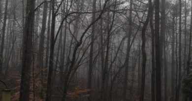 Noćna drama u šumama srednje Bosne Kako je brza reakcija spasila porodicu sa troje djece