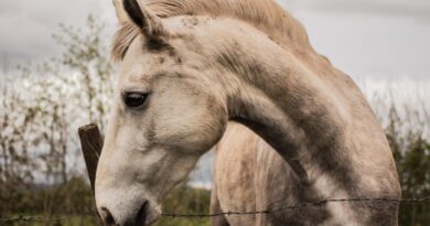 Kako jedan dlan može izlečiti ranu: priča o divljem konju i poverenju