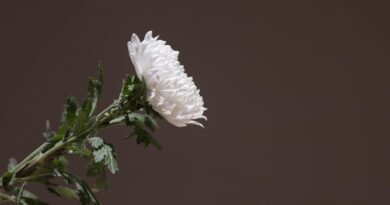 Kako gubitak mijenja ljubav i uči nas da je nosimo drugačije