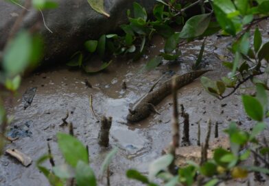 Bacio je blato na trudnu bivšu ženu, ali je istina na kraju isplivala