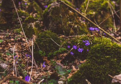 Decak koji je odlucio da ne okrene glavu prica o hrabrosti koja je razotkrila izdaju Decak koji je odlucio da ne okrene glavu prica o hrabrosti koja je razotkrila izdaju
