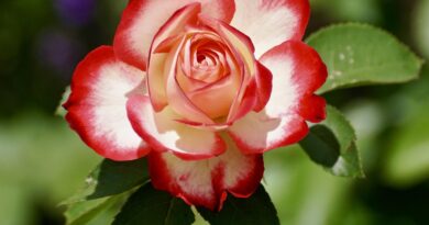 Ruže preko ograde i lekcija o ljubavi koju nismo znali prepoznati Ruže preko ograde i lekcija o ljubavi koju nismo znali prepoznati