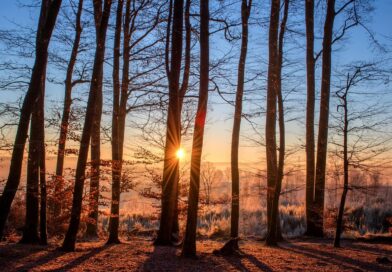 Prirodna smola drveća: sve što trebate znati o ljekovitim i praktičnim svojstvima
