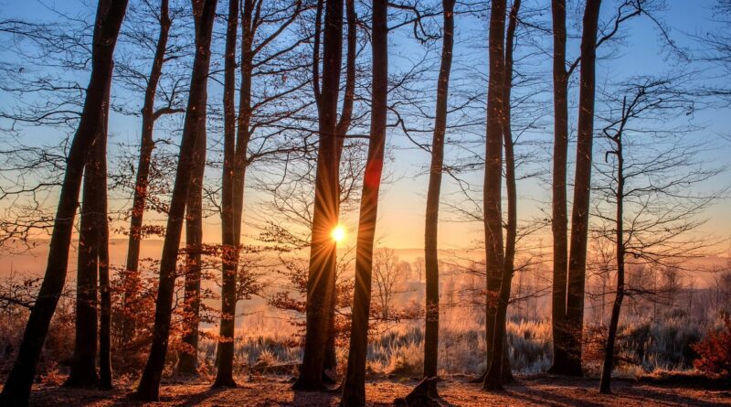 Prirodna smola drveća: sve što trebate znati o ljekovitim i praktičnim svojstvima