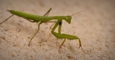 Šta znači kada se bogomoljka pojavi u vašem domu: simbolika, činjenice i stvarno značenje