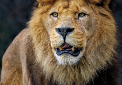 Kada lav prepozna sećanje: bekstvo koje je zaustavilo grad i podsetilo na snagu povezanosti