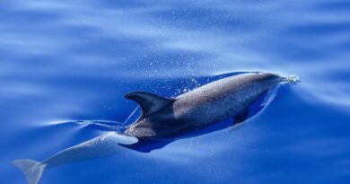 Rođendansko iznenađenje koje je podstaklo važnu odluku: priča o pažnji, intuiciji i ranom otkrivanju bolesti