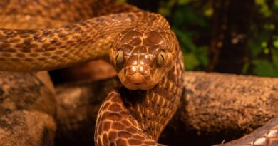 Kada su zmije došle po svoj deo: Priča o odluci koja je jednom vojniku promenila sudbinu