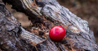 Prirodno farbanje jaja u jarko crvenu boju: Tradicionalni recept koji se prenosi generacijama