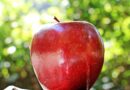 Kako jesti jabuke u pravom trenutku da ubrzate metabolizam i poboljšate zdravlje crijeva