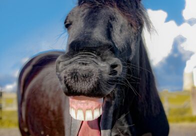 Lekcija iz svakodnevnog susreta: Policajac i plavuša – više od šale