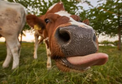 Mujo i “poklon” koji se ne koristi dvaput – vic koji je nasmijao region