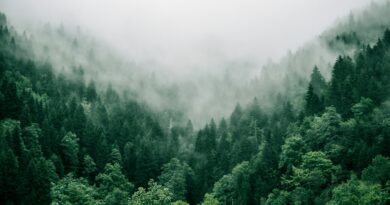 Kopriva u domu pred Đurđevdan: Tradicija, simbolika i savremeni pogled na stari običaj