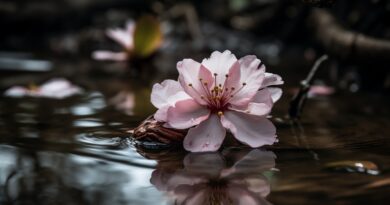 Turski karanfil: Cvijet koji je krasio svaku terasu i i dalje je savršen izbor za početnike