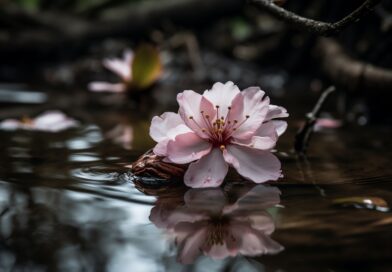 Turski karanfil: Cvijet koji je krasio svaku terasu i i dalje je savršen izbor za početnike