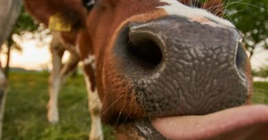 Vic dana: Kako su se Fata i Mujo snašli u luksuznom hotelu u Americi