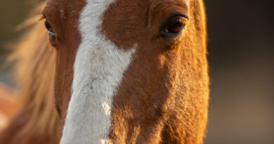 Selo koje je zanemelo od istine: priča o ženi pod zavojima i ljubavi jačoj od predrasuda
