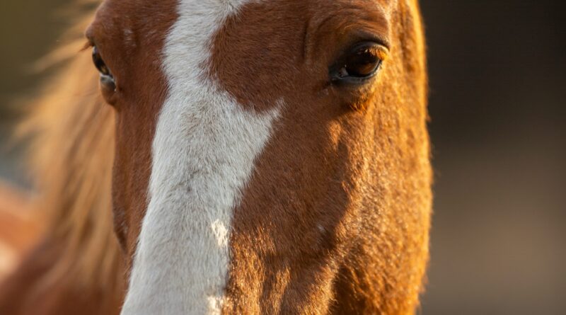 Selo koje je zanemelo od istine: priča o ženi pod zavojima i ljubavi jačoj od predrasuda