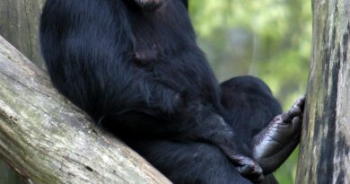 Priča koja je šokirala svijet: Kada ljubav prema životinjama prijeđe granice sigurnosti