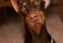 Doberman Koga Su Svi Smatrali Opasnim Zapravo Je Spasio Dete: Priča Koja Je Promenila Sve