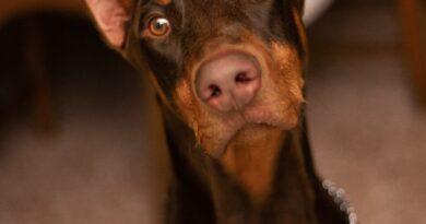 Doberman Koga Su Svi Smatrali Opasnim Zapravo Je Spasio Dete: Priča Koja Je Promenila Sve
