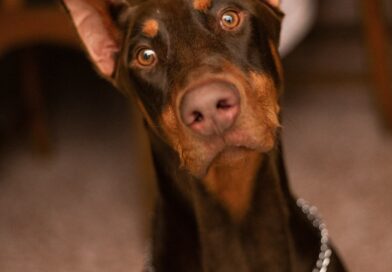 Doberman Koga Su Svi Smatrali Opasnim Zapravo Je Spasio Dete: Priča Koja Je Promenila Sve