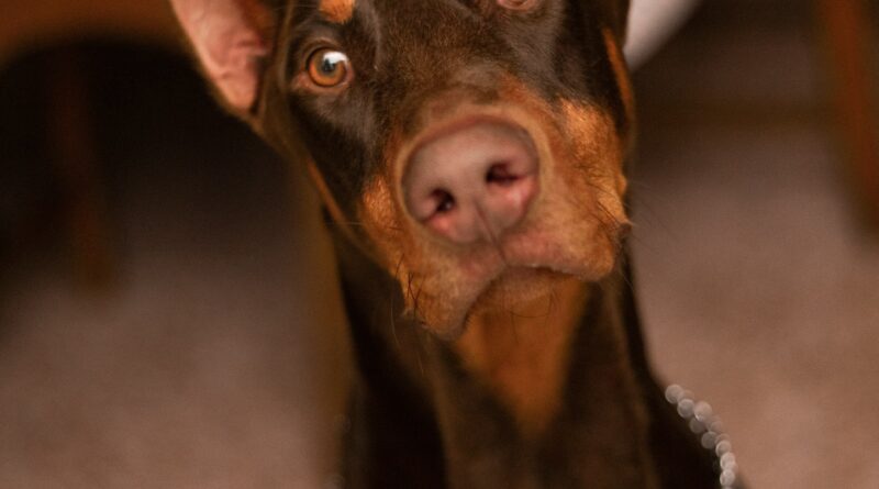 Doberman Koga Su Svi Smatrali Opasnim Zapravo Je Spasio Dete: Priča Koja Je Promenila Sve