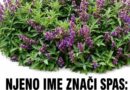 Žalfija kroz istoriju i narodnu medicinu: Šta zaista može, kako se priprema i kada zahteva oprez