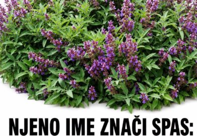 Žalfija kroz istoriju i narodnu medicinu: Šta zaista može, kako se priprema i kada zahteva oprez Žalfija kroz istoriju i narodnu medicinu: Šta zaista može, kako se priprema i kada zahteva oprez