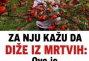 Glog se vekovima koristi za srce, ali nije bezazlen: Šta medicina zaista kaže o ovoj biljci