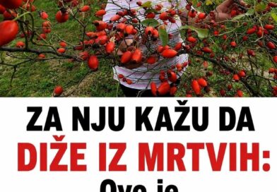 Glog se vekovima koristi za srce, ali nije bezazlen: Šta medicina zaista kaže o ovoj biljci Glog se vekovima koristi za srce, ali nije bezazlen: Šta medicina zaista kaže o ovoj biljci