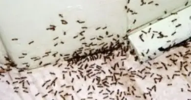 Mravi u kuhinji ili kupatilu: Šta zaista pomaže, a od kojih kućnih trikova ne treba očekivati čudo