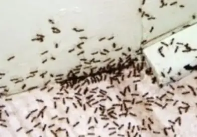 Mravi u kuhinji ili kupatilu: Šta zaista pomaže, a od kojih kućnih trikova ne treba očekivati čudo