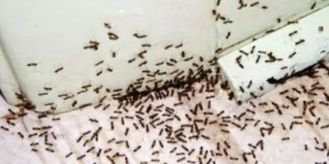 Mravi u kuhinji ili kupatilu: Šta zaista pomaže, a od kojih kućnih trikova ne treba očekivati čudo
