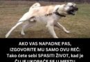 Šta uraditi ako vam priđe agresivan pas: Ovi postupci mogu smanjiti rizik od napada