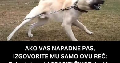 Šta uraditi ako vam priđe agresivan pas: Ovi postupci mogu smanjiti rizik od napada