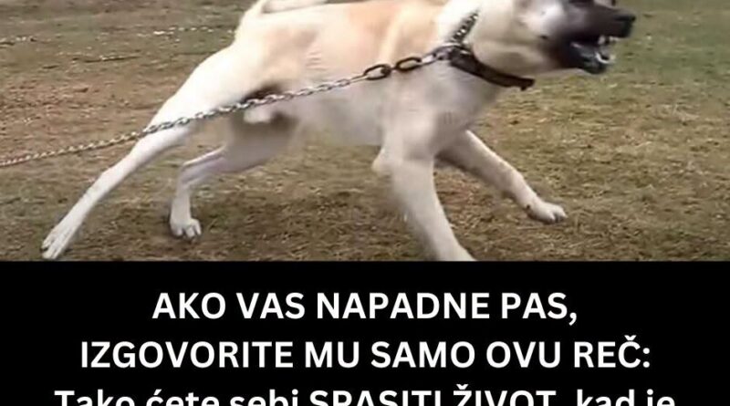 Šta uraditi ako vam priđe agresivan pas: Ovi postupci mogu smanjiti rizik od napada Šta uraditi ako vam priđe agresivan pas: Ovi postupci mogu smanjiti rizik od napada