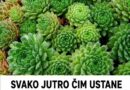 Čuvarkuća i med: Šta se zna o narodnom receptu i zašto je potreban oprez