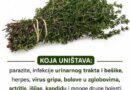 Ulje divljeg origana: Između narodne tradicije i naučnih činjenica