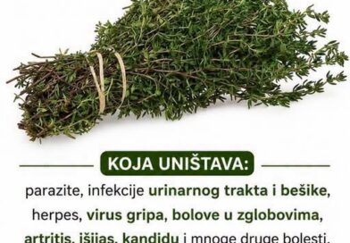 Ulje divljeg origana: Između narodne tradicije i naučnih činjenica