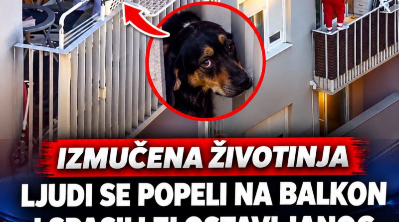 Građani spasili psa sa balkona u Zagrebu, poslodavac osumnjičenog najavio otkaz