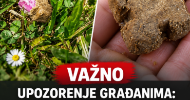 U Hrvatskoj 21. oktobra počinje vakcinacija lisica: Mamce pronađene u prirodi ne treba dirati